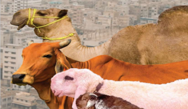 Qurbani-Hides-News-Updates